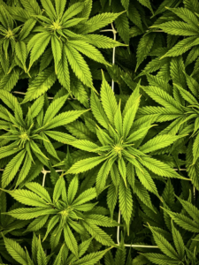 cannabis